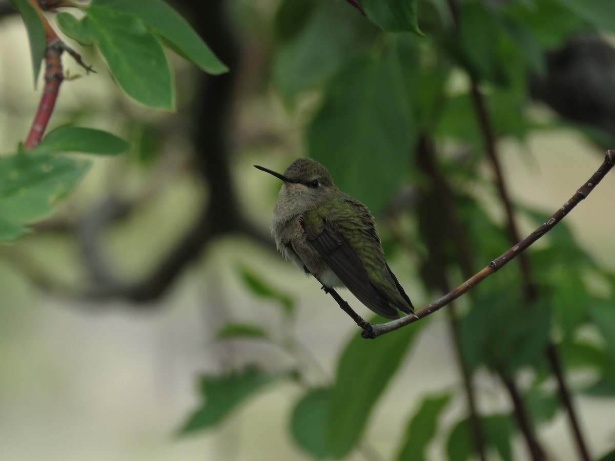 Black-chinned Hummingbird - ML102541541