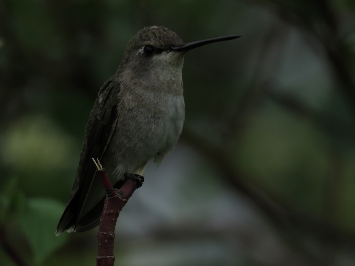 Black-chinned Hummingbird - Kai Frueh