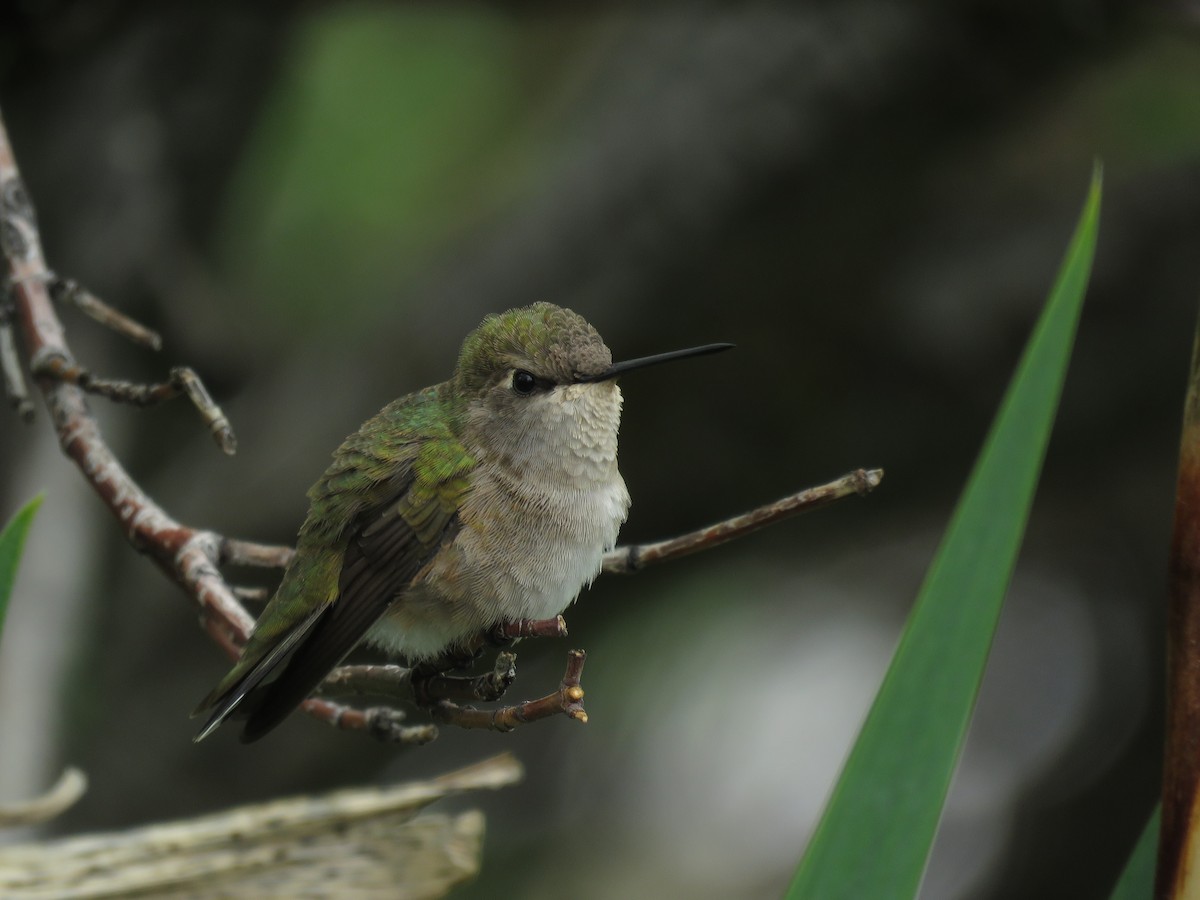 Black-chinned Hummingbird - Kai Frueh
