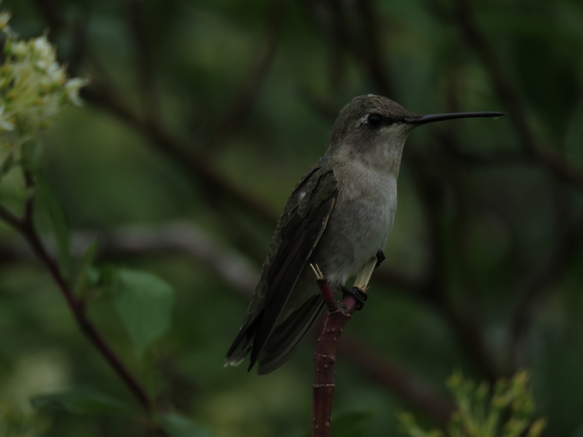 Black-chinned Hummingbird - ML102542081