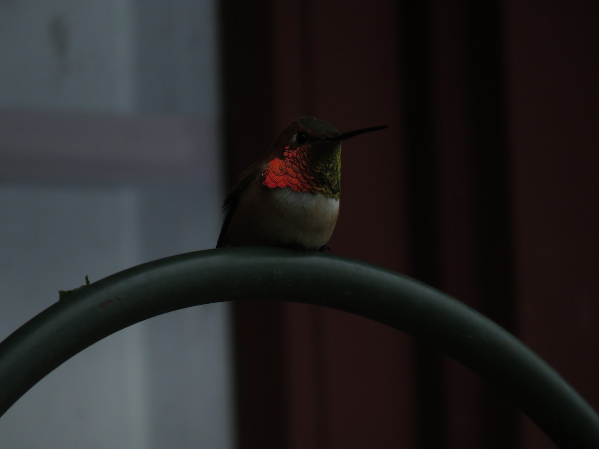 Rufous Hummingbird - ML102542111