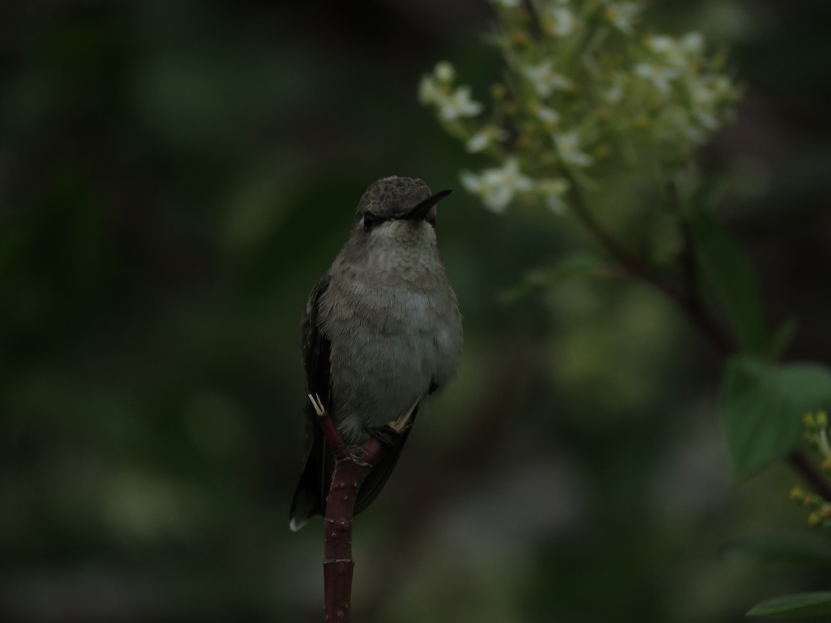 Black-chinned Hummingbird - ML102542131