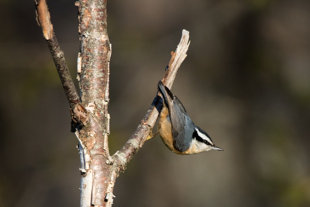 Red-breasted Nuthatch - ML102544571