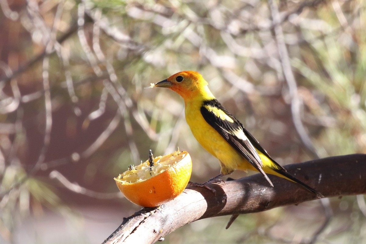 Western Tanager - ML102546711