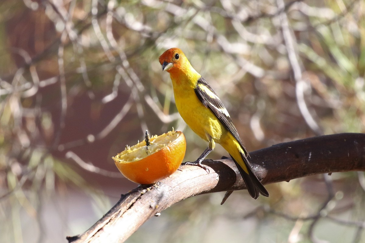 Western Tanager - ML102546721