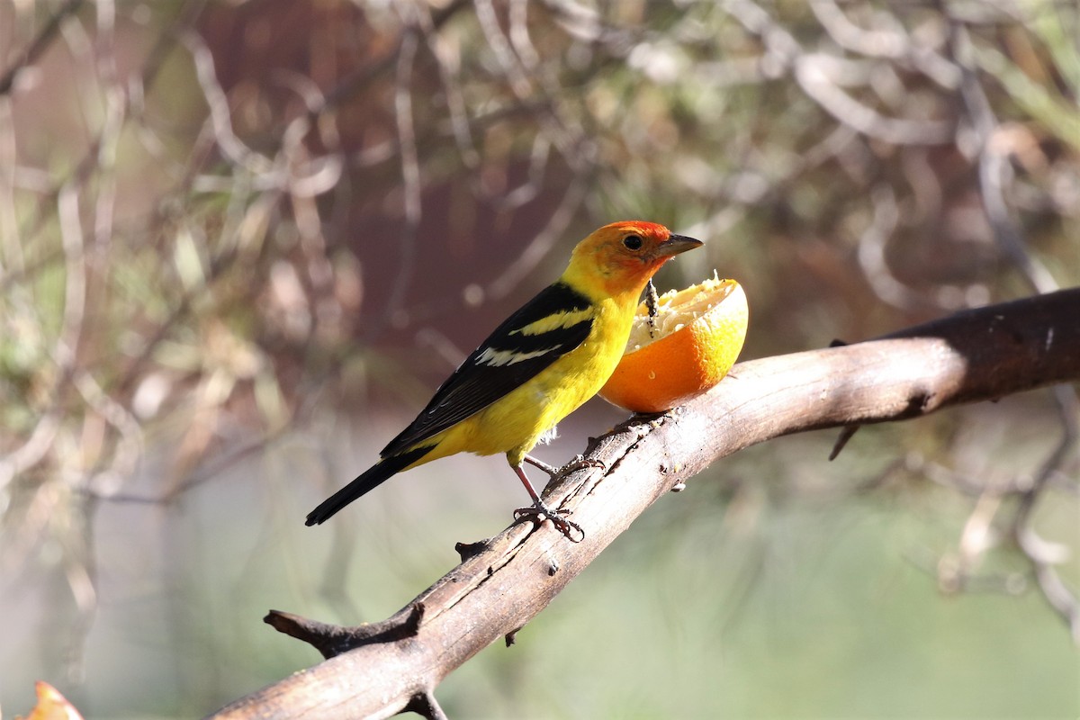Western Tanager - ML102546731
