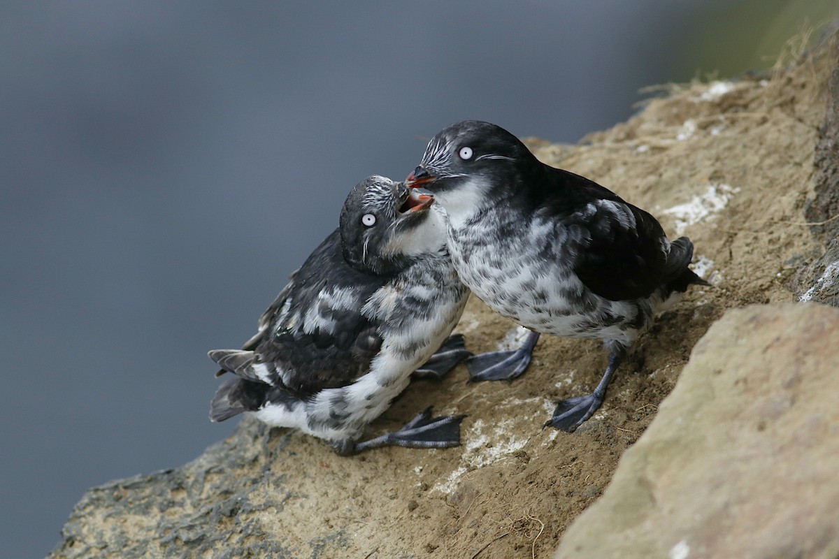 Least Auklet - Phil Chaon