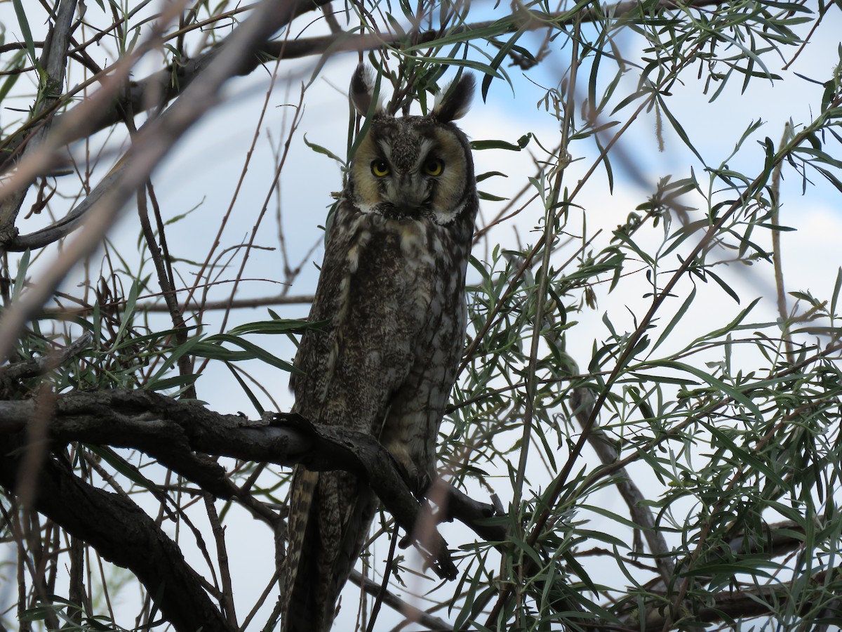 Long-eared Owl - Kai Frueh