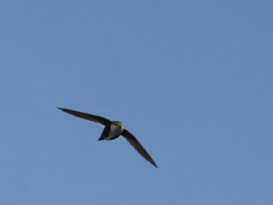 White-throated Swift - ML102549741