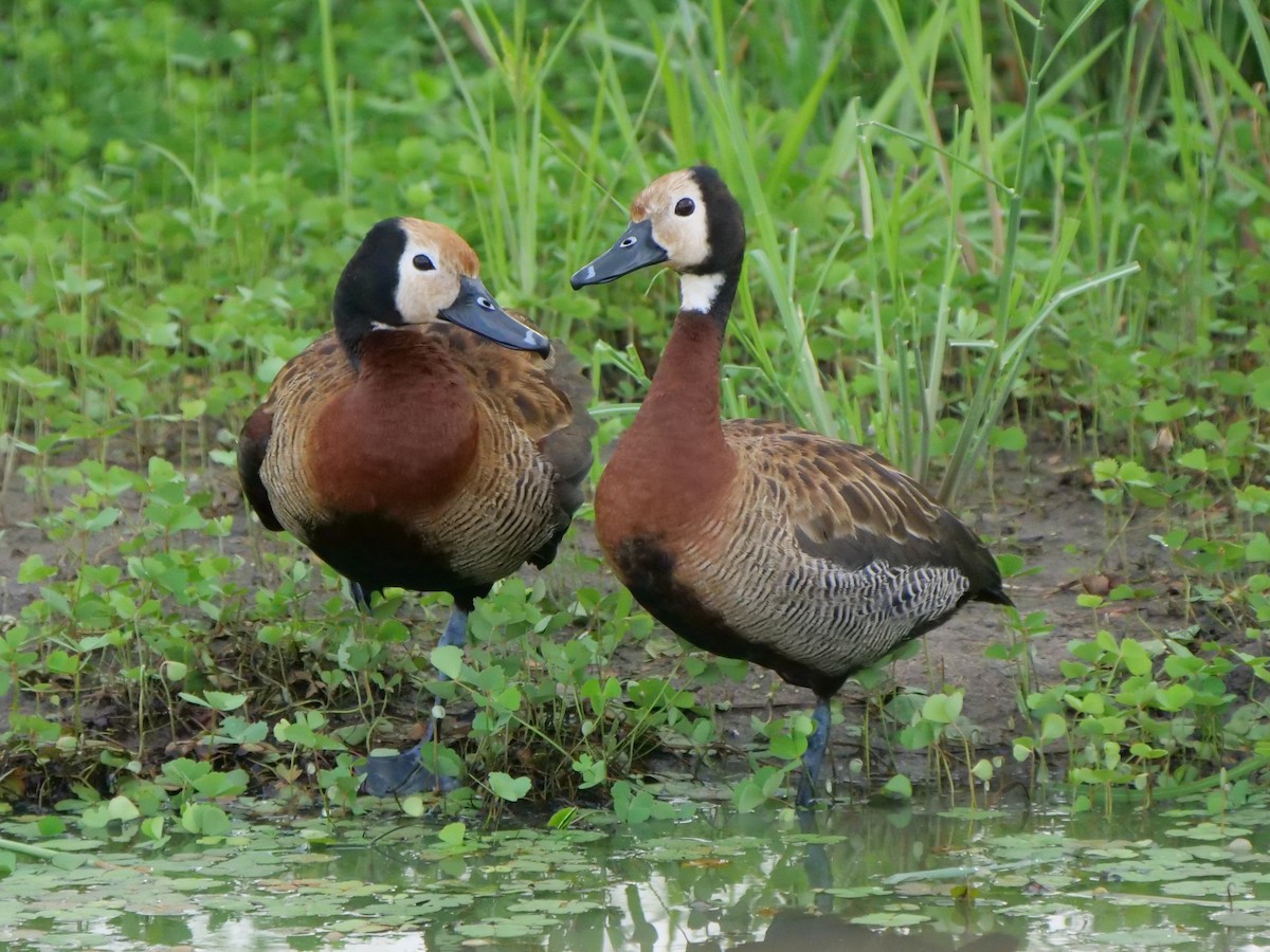 White-faced Whistling-Duck - Mike Grant