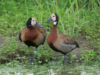 White-faced Whistling-Duck, ML102552231
