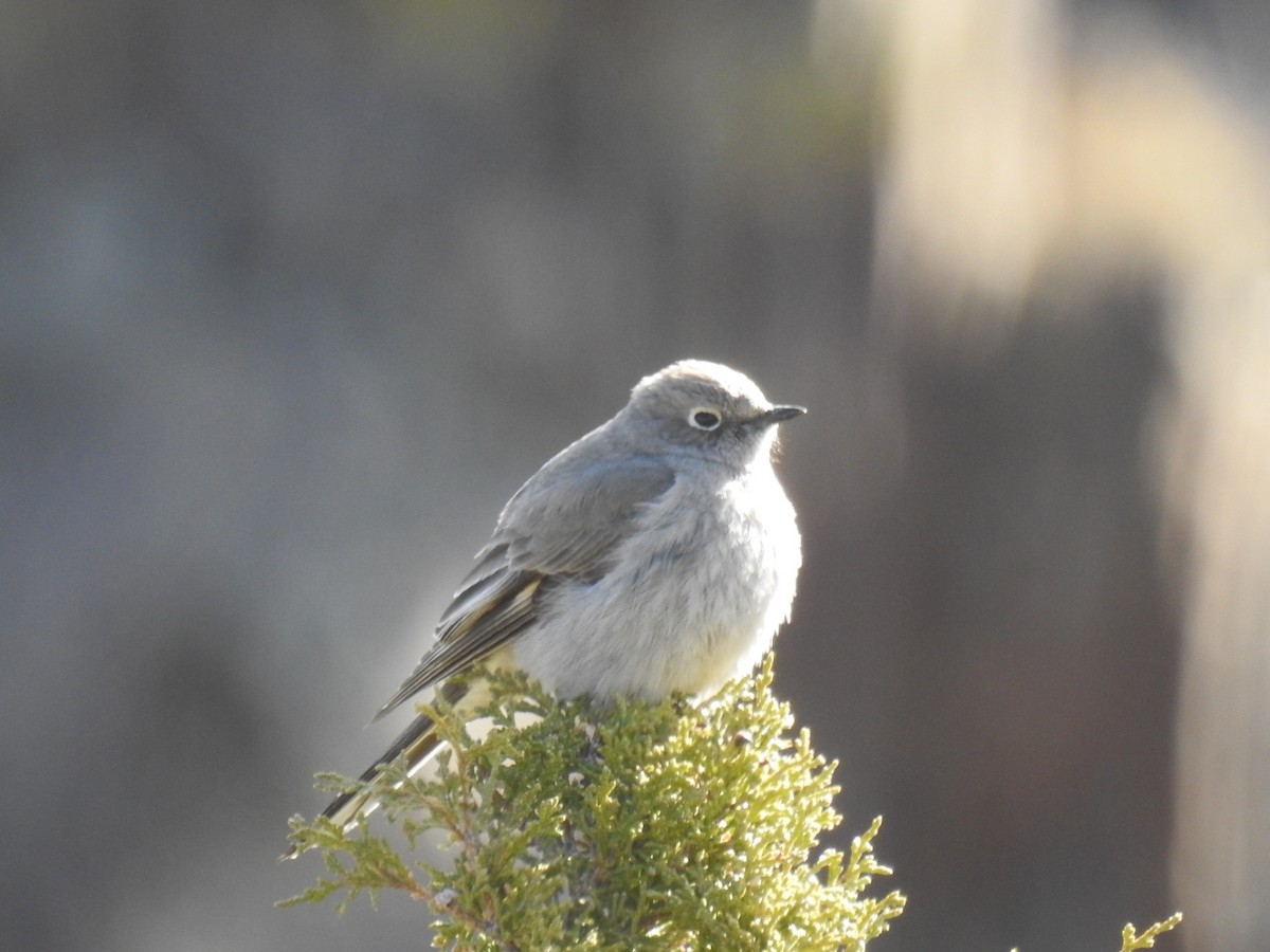 Townsend's Solitaire - ML102553511