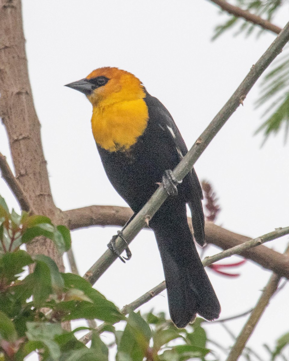 Yellow-headed Blackbird - Ray Steelman