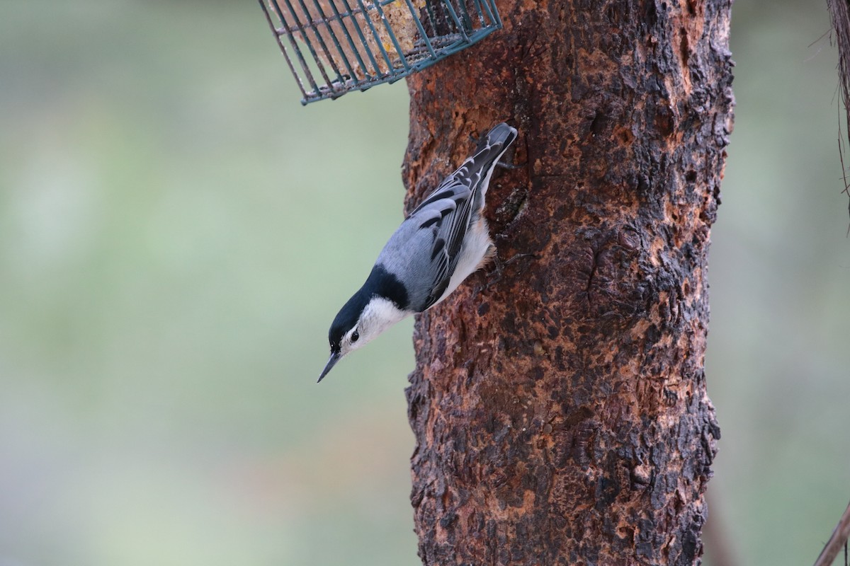 White-breasted Nuthatch - ML102555311