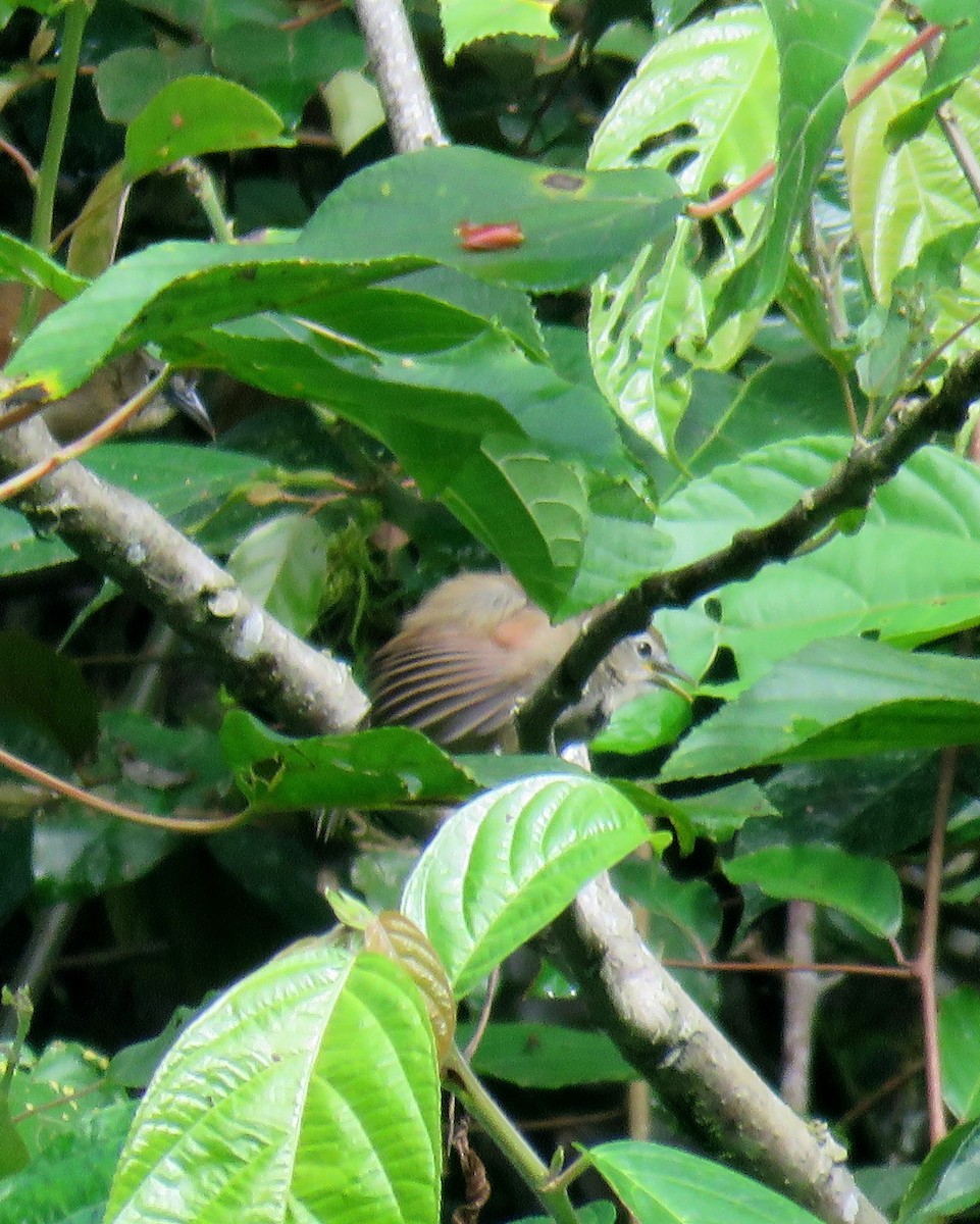 Crescent-chested Babbler - ML102557401