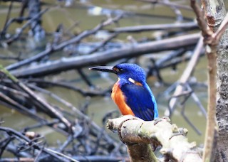  - Shining-blue Kingfisher