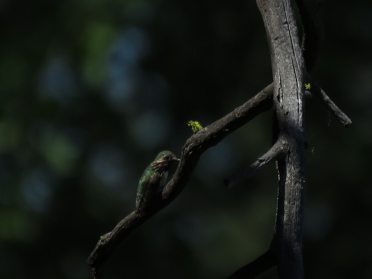 Calliope Hummingbird - ML102560491