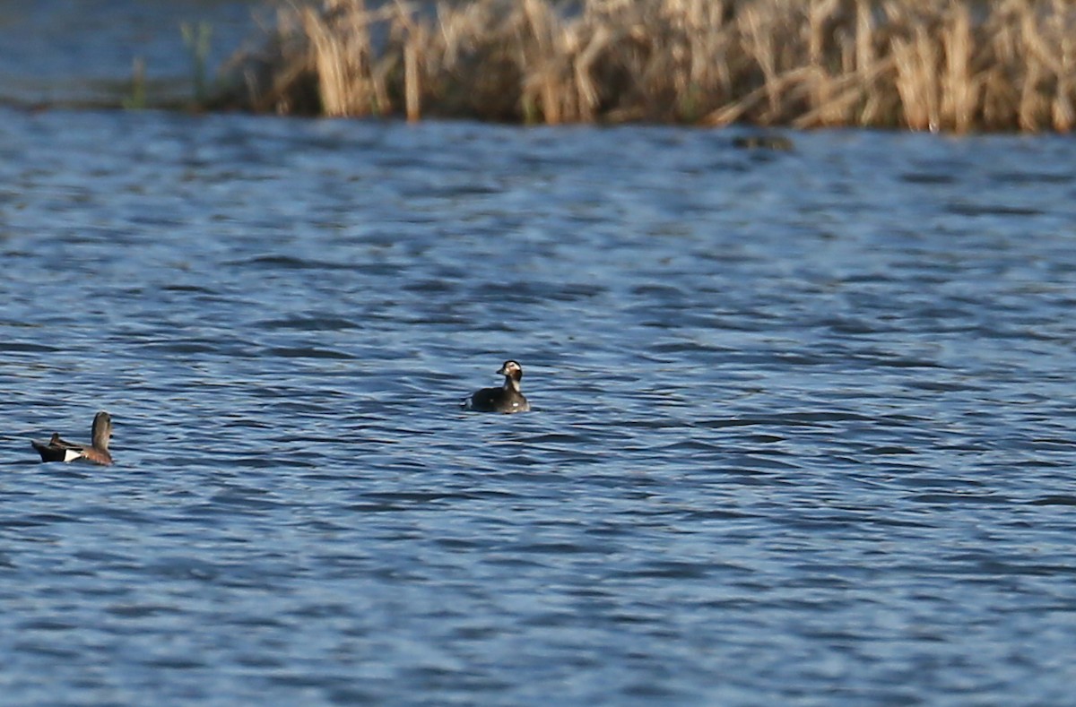 Long-tailed Duck - ML102560671