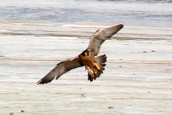 Peregrine Falcon (North American) - ML102565141