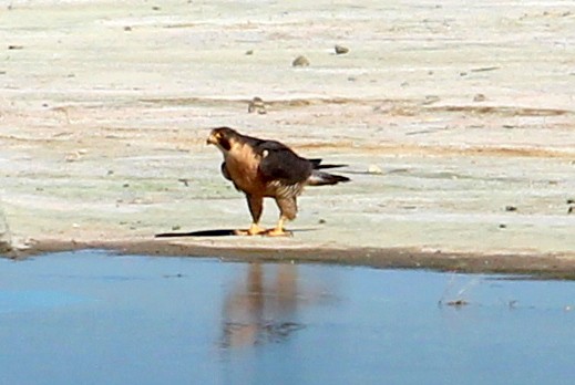 Peregrine Falcon (North American) - sam hough