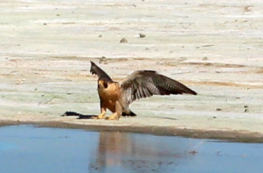 Peregrine Falcon (North American) - ML102567411