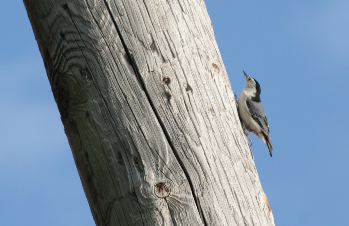 White-breasted Nuthatch - ML102568731