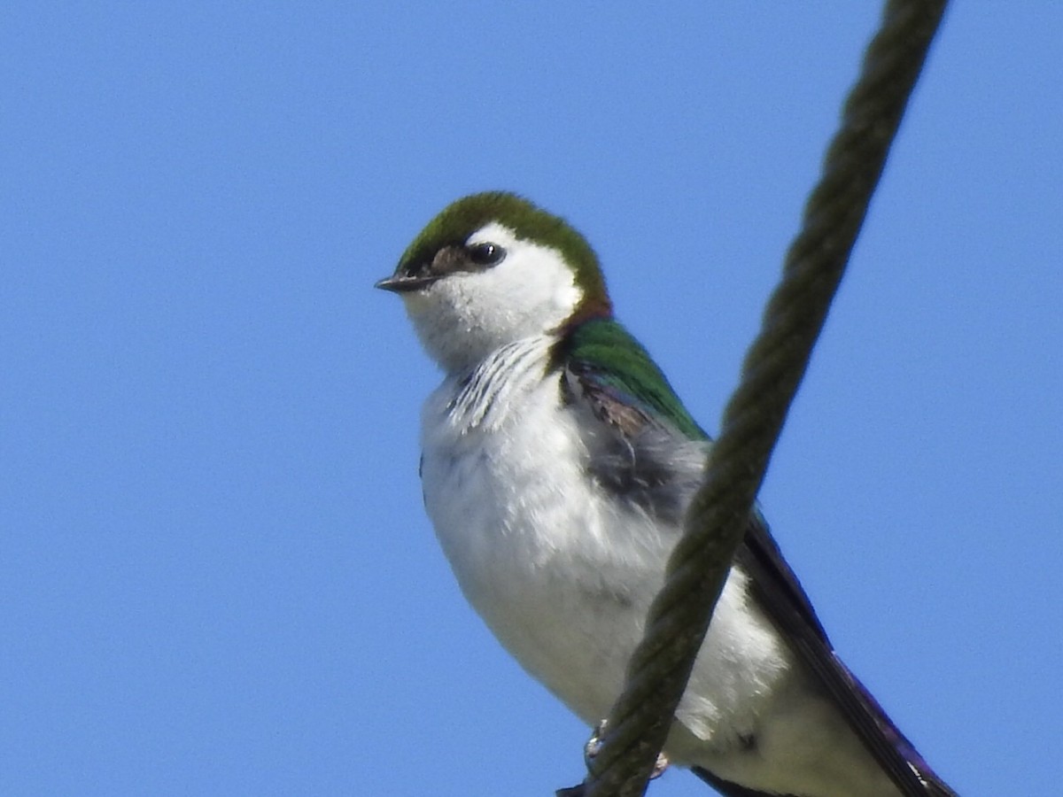 Violet-green Swallow - ML102572351