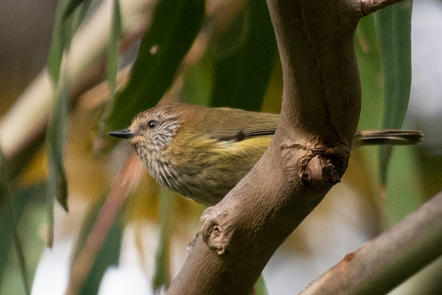 Striated Thornbill