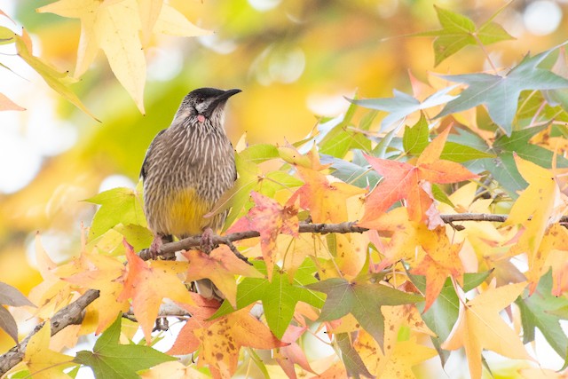 Red Wattlebird