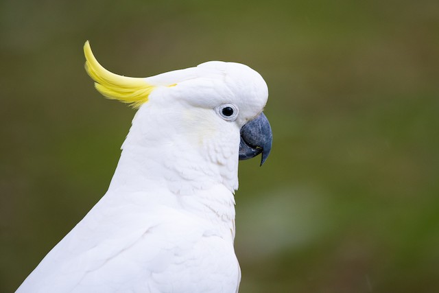 Sulphur-crested Cockatoo