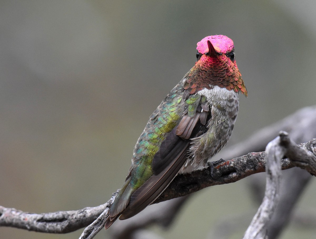 Anna's Hummingbird - ML102574251