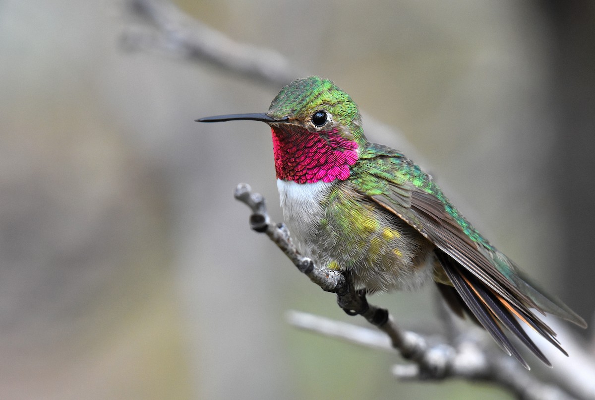 Broad-tailed Hummingbird - ML102574301