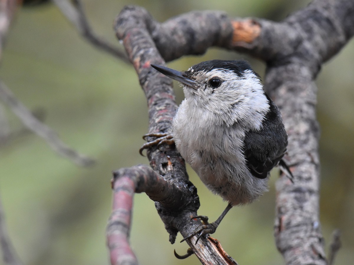 White-breasted Nuthatch (Interior West) - ML102574491