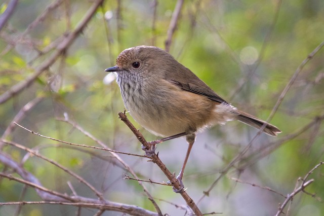 Brown Thornbill