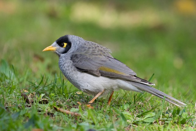 Noisy Miner