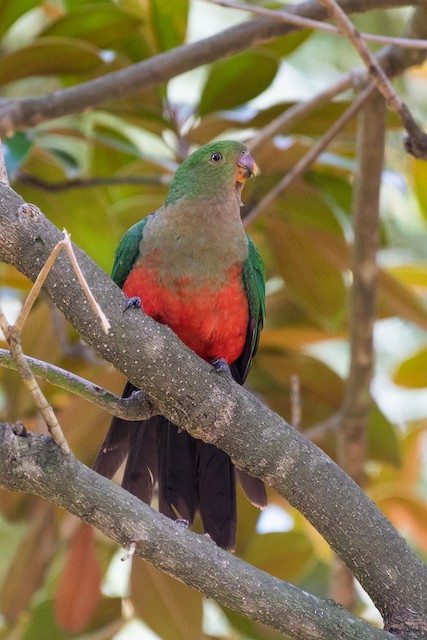 Australian King-Parrot