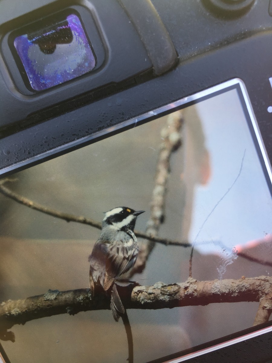 Black-throated Gray Warbler - ML102575091