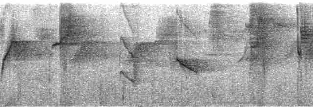 Колібрі-шаблекрил юкатанський (підвид pampa) - ML102578