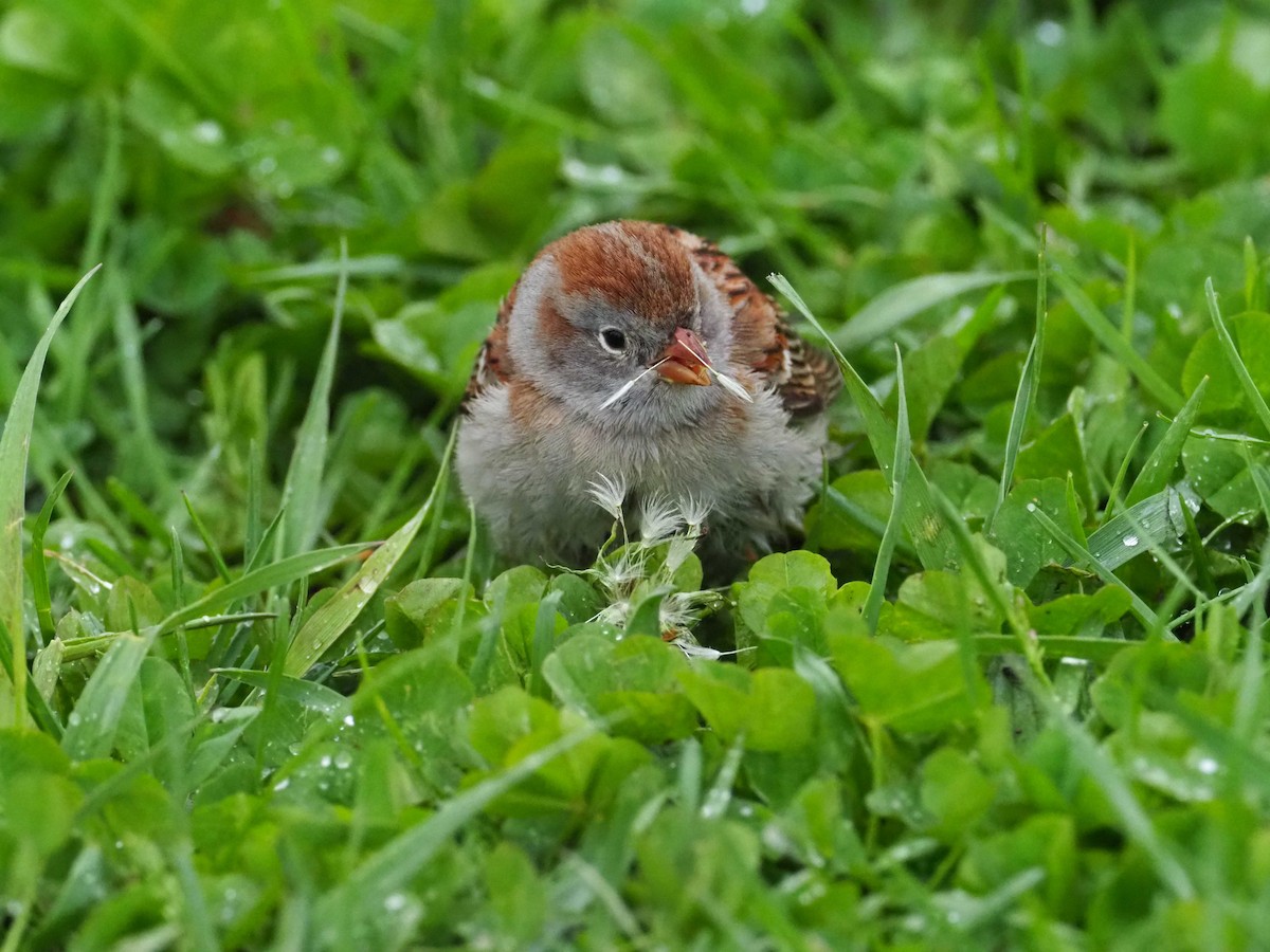 Field Sparrow - Gordon Hart