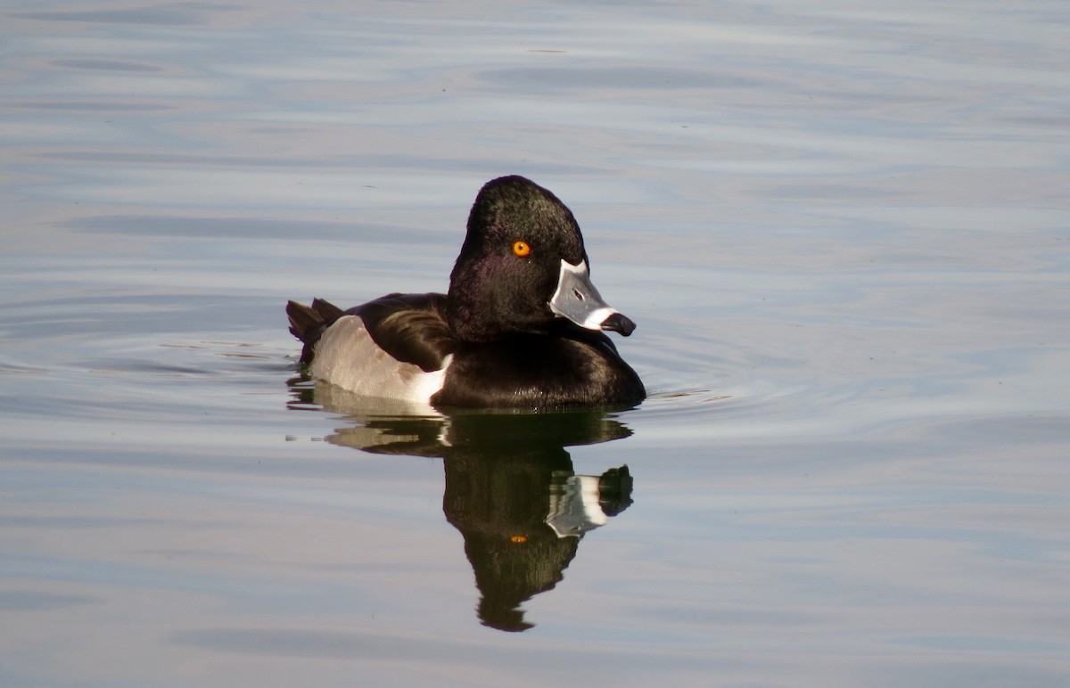 Ring-necked Duck - Petra Clayton
