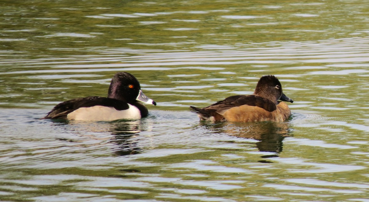 Ring-necked Duck - Petra Clayton