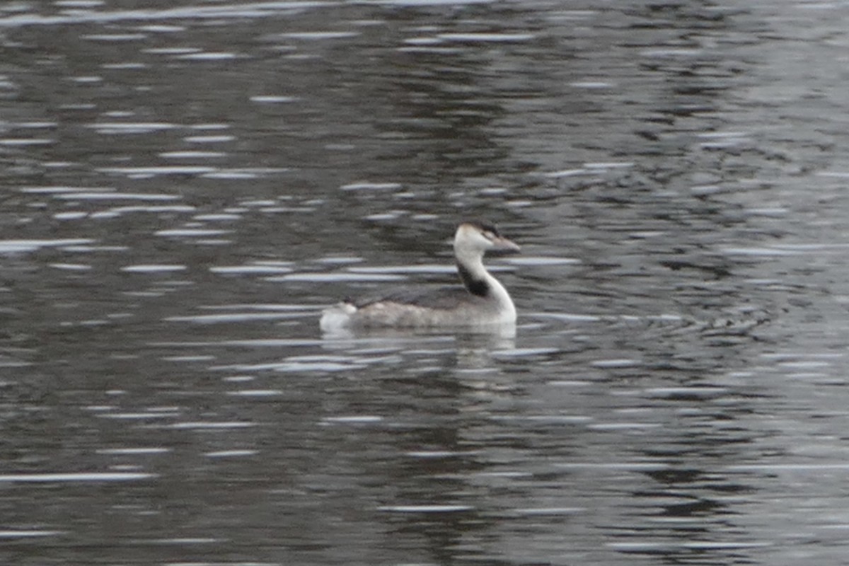 Great Crested Grebe - ML102579781