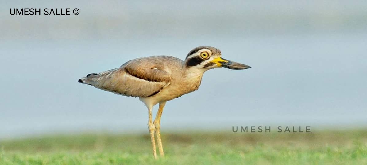 Great Thick-knee - ML102580831