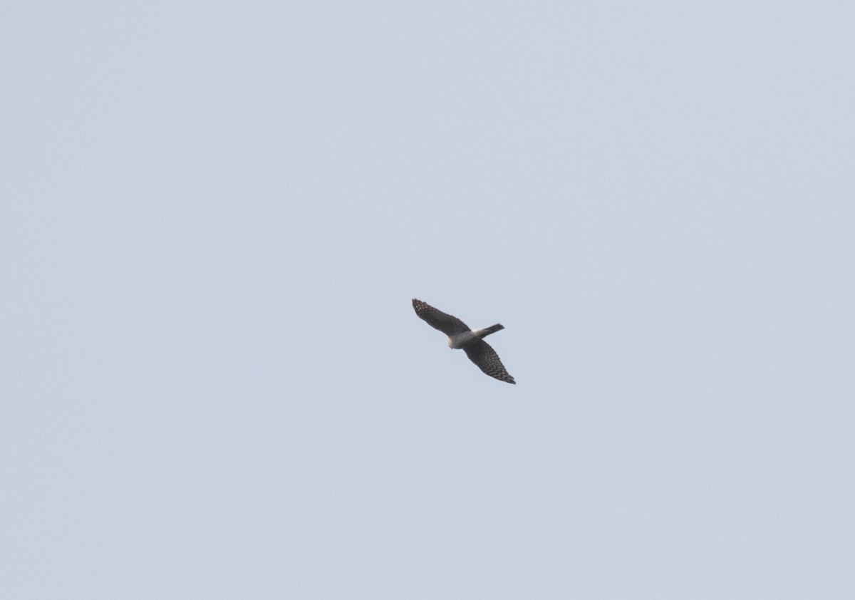 Eurasian Sparrowhawk - Robin Antony