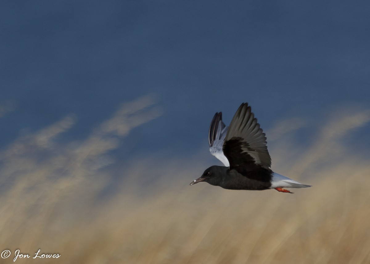 White-winged Tern - Jon Lowes