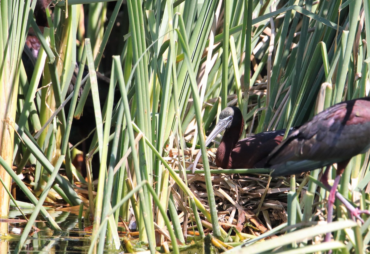 ibis hnědý - ML102588601