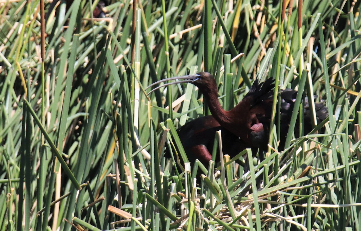 ibis hnědý - ML102589041