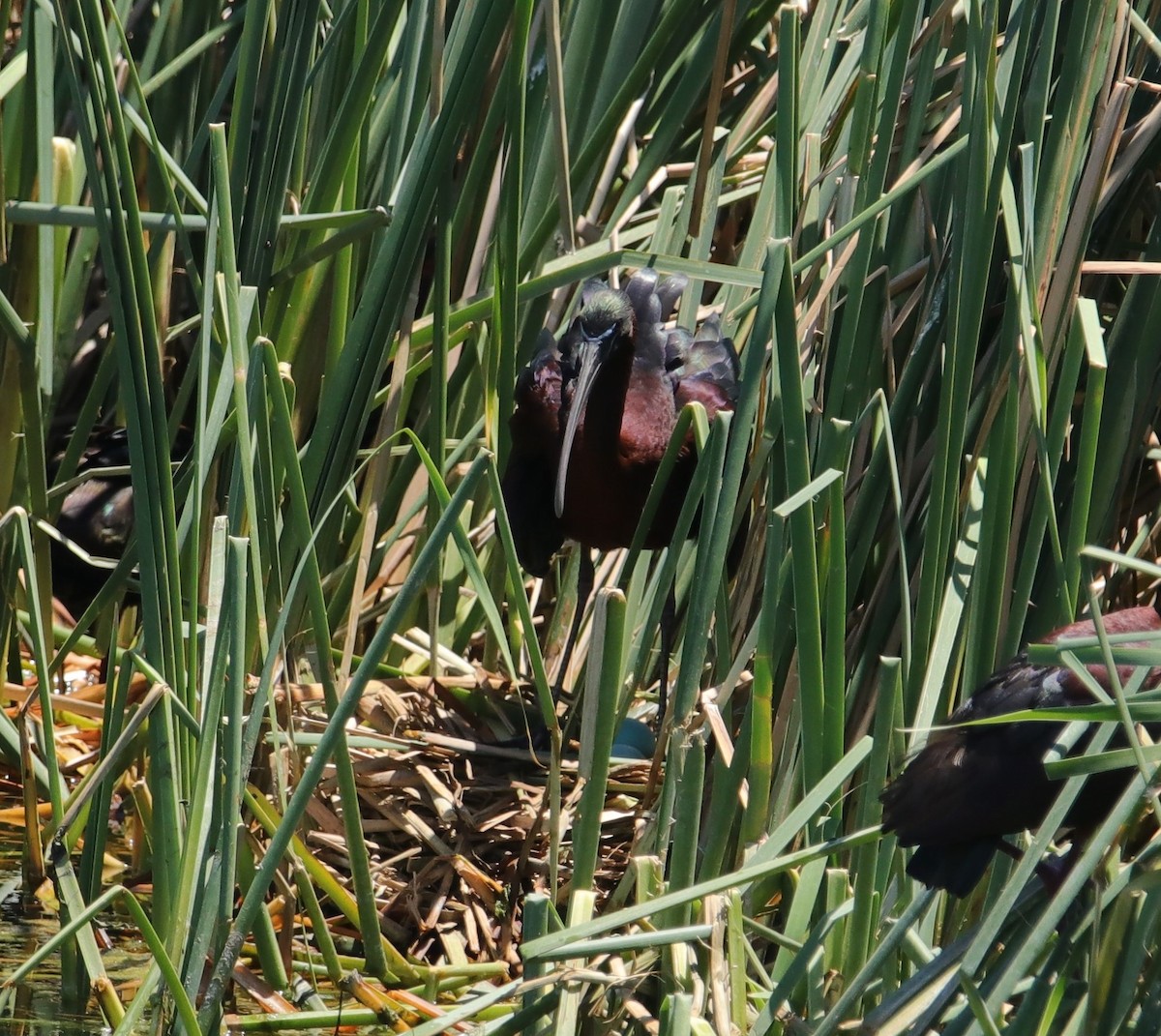 ibis hnědý - ML102589091