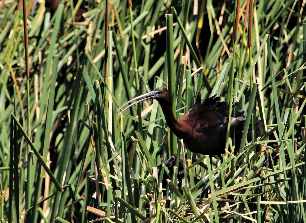 ibis hnědý - ML102589281