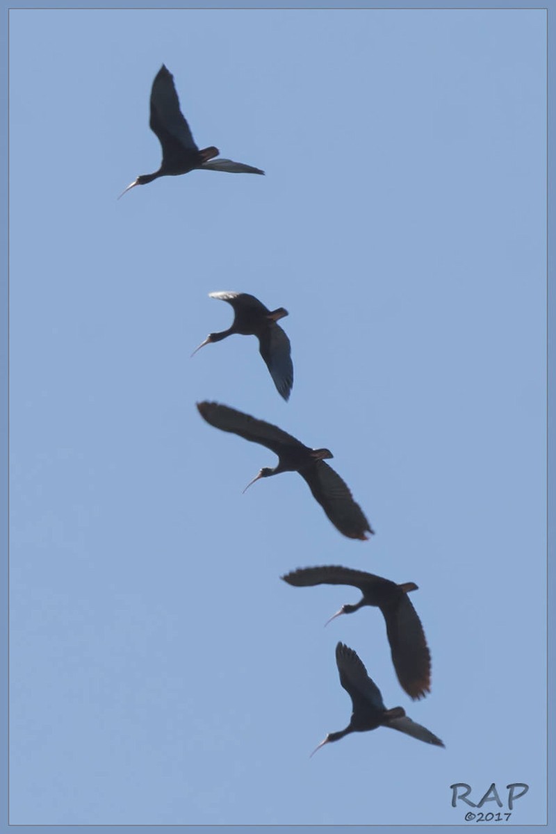 ibis tmavý - ML102591551